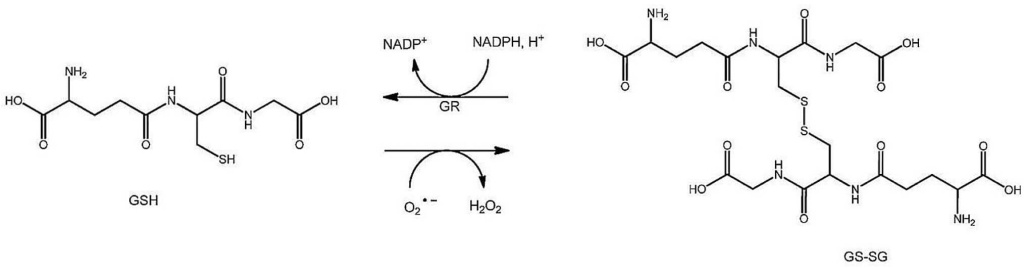 Рис-2.jpg Рис-2.jpg